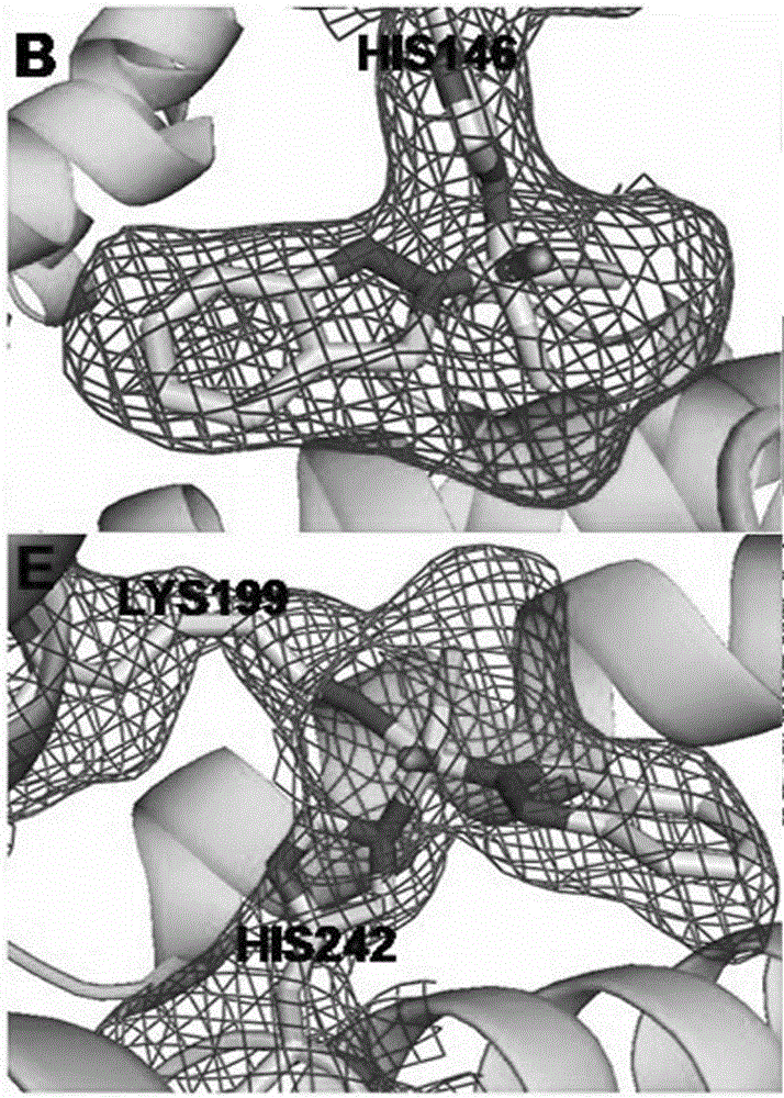 Preparation and application of human serum albumin-ruthenium inorganic drug complex