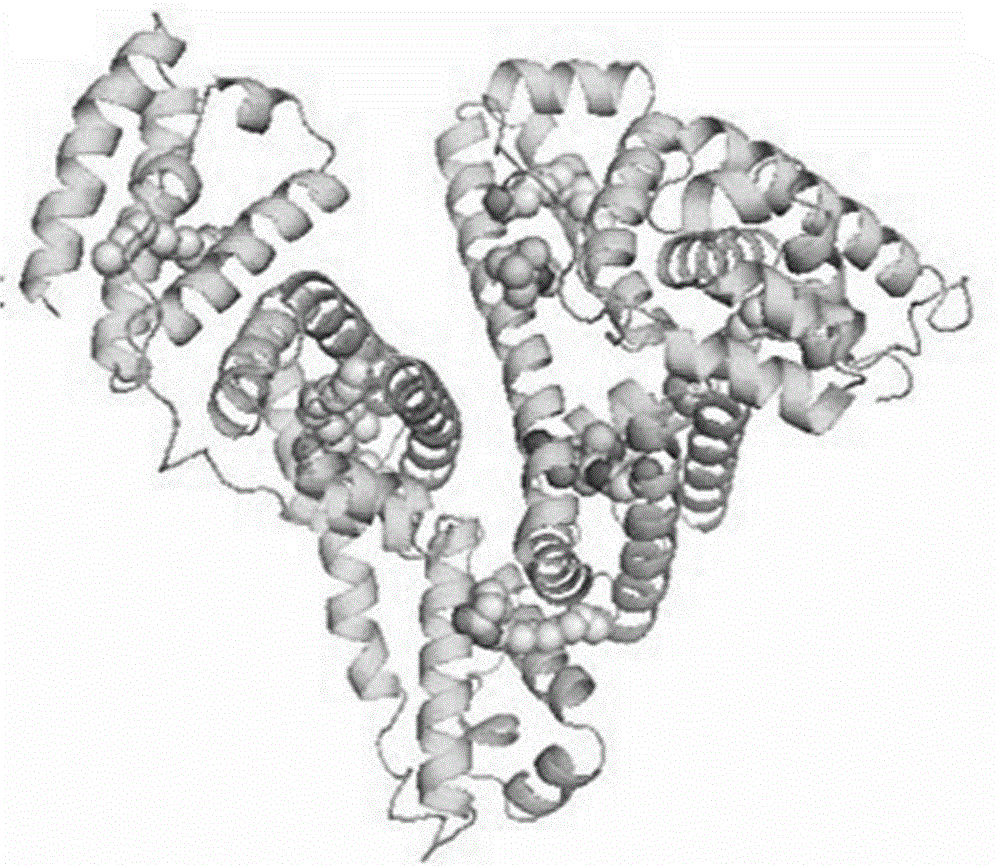 Preparation and application of human serum albumin-ruthenium inorganic drug complex