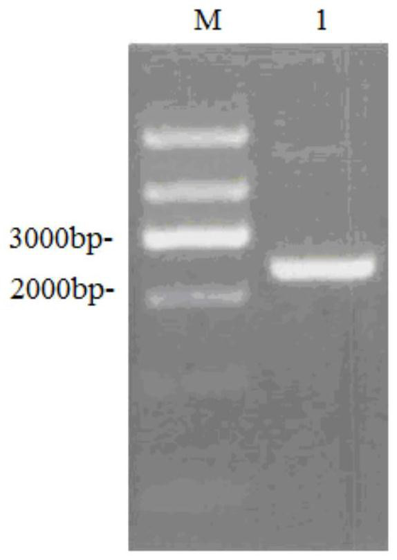 Cationic polypeptide-heat shock protein-miRNA gene compound as well as preparation method and application thereof