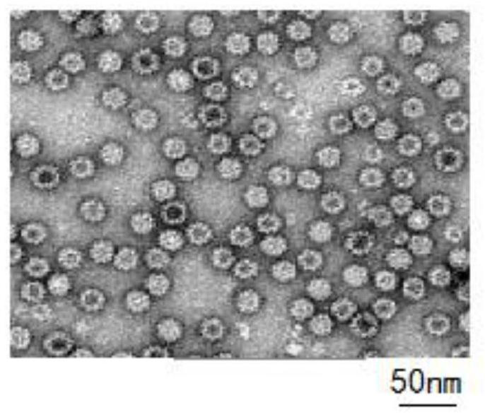 Cationic polypeptide-heat shock protein-miRNA gene compound as well as preparation method and application thereof