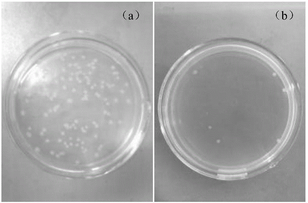 Rare earth cerium doped copper-zinc composite oxide as well as preparation method and application of rare earth cerium doped copper-zinc composite oxide