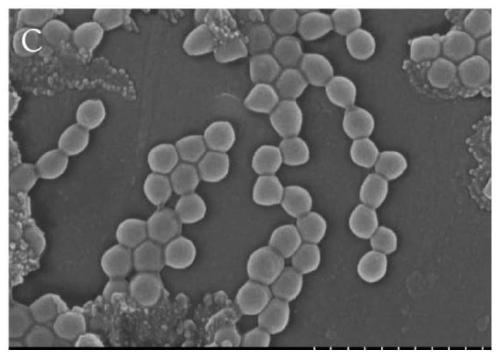 Polymer/inorganic nanoparticle composite material and preparation method thereof