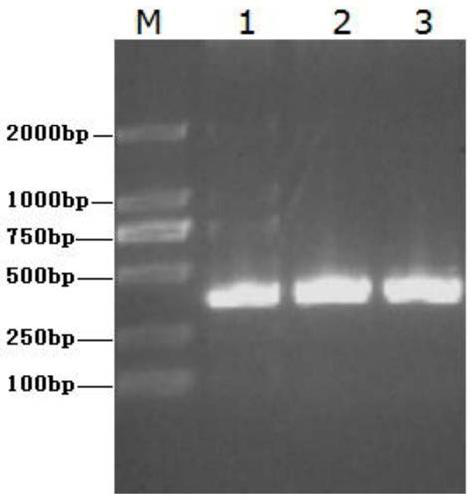 Newborn sertoli-cell immortalization cell line and establishing method and application thereof