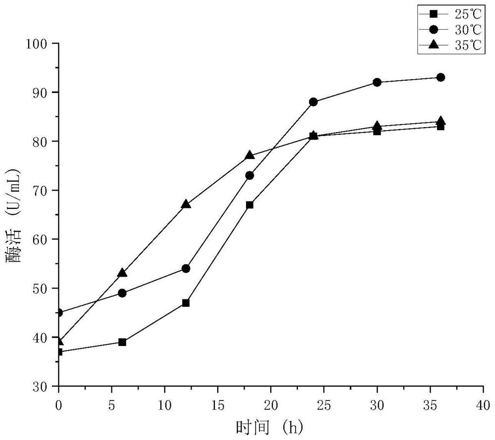 Method for producing alginate lyase through co-fermentation of halophilic lactic acid bacteria and marine bacteria