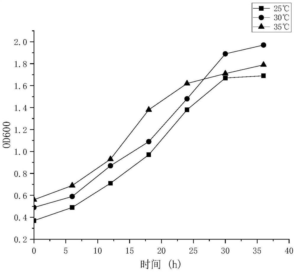 Method for producing alginate lyase through co-fermentation of halophilic lactic acid bacteria and marine bacteria