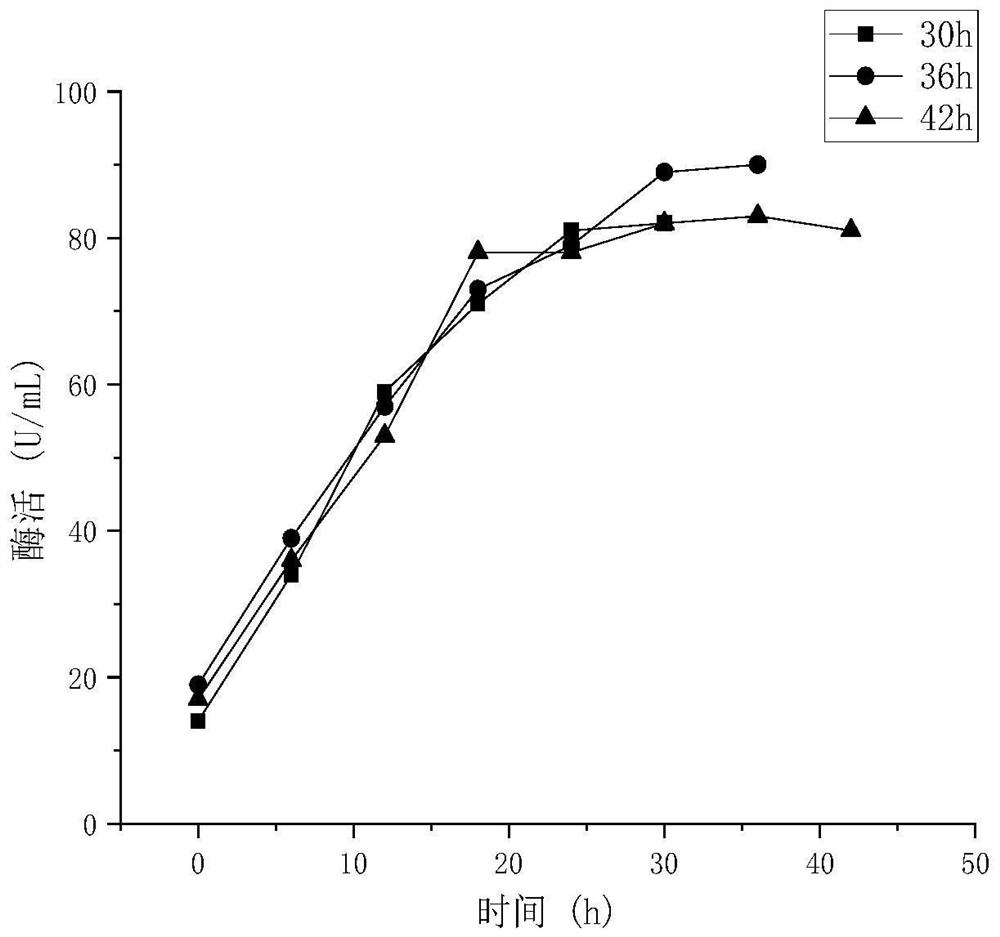 Method for producing alginate lyase through co-fermentation of halophilic lactic acid bacteria and marine bacteria