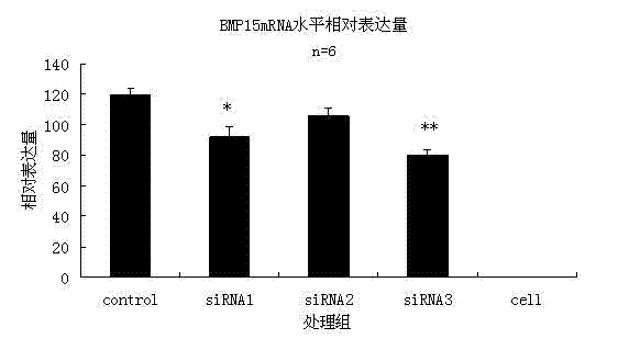 SiRNA inhibiting BMP15 gene expression and application thereof