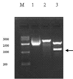 SiRNA inhibiting BMP15 gene expression and application thereof