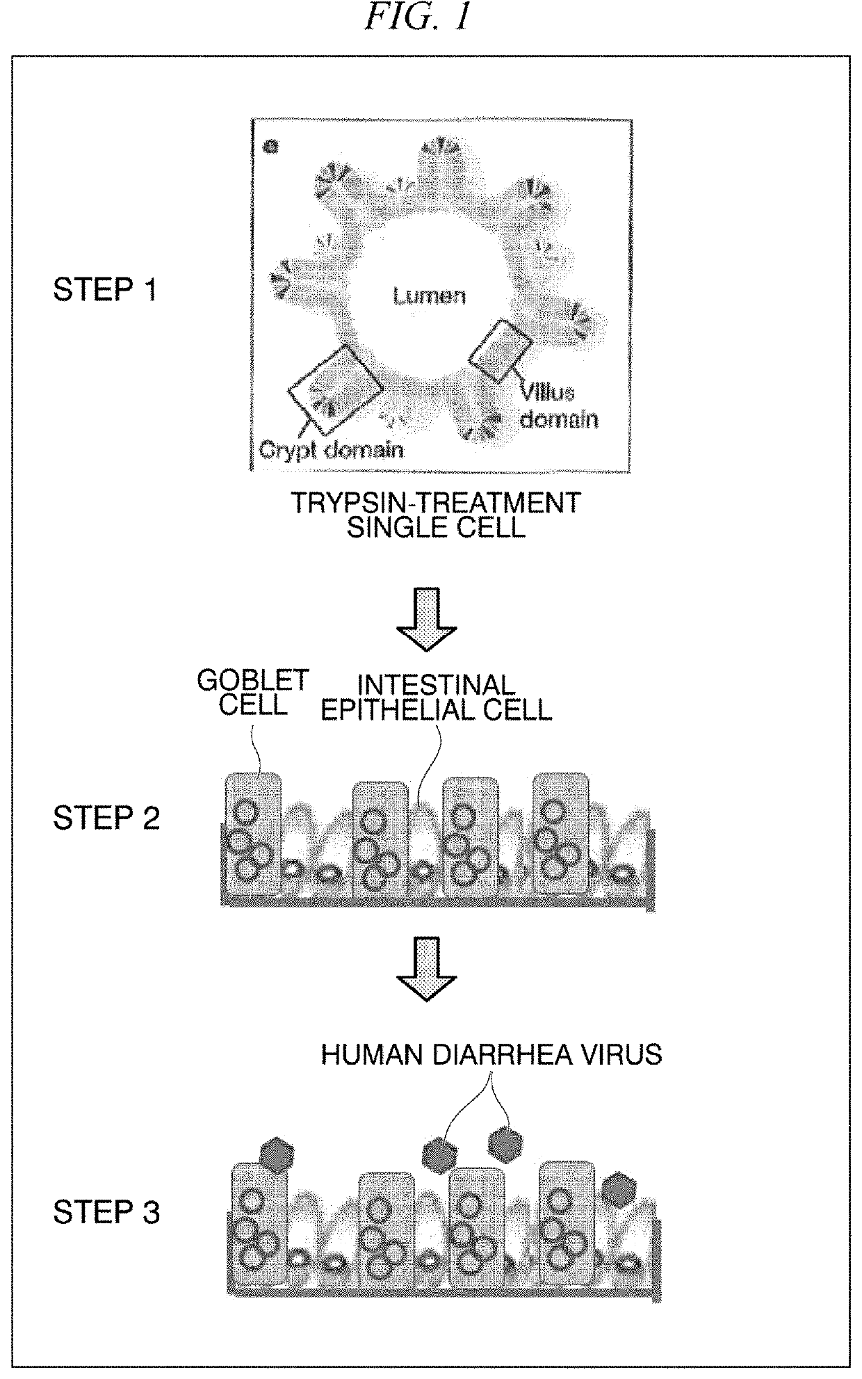 2d organoid for infection and culture of human diarrhea virus, and use of said 2d organoid