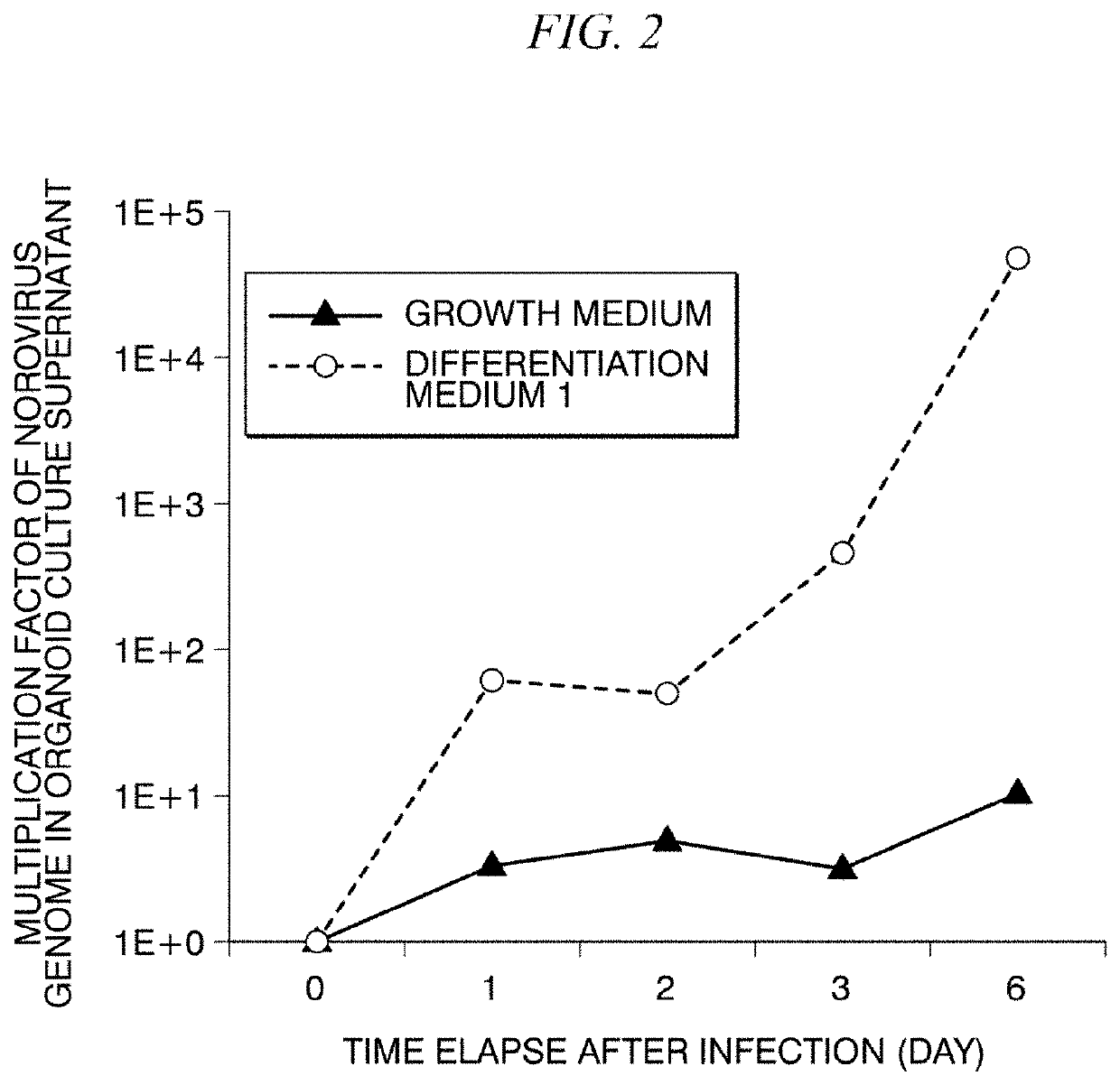 2d organoid for infection and culture of human diarrhea virus, and use of said 2d organoid