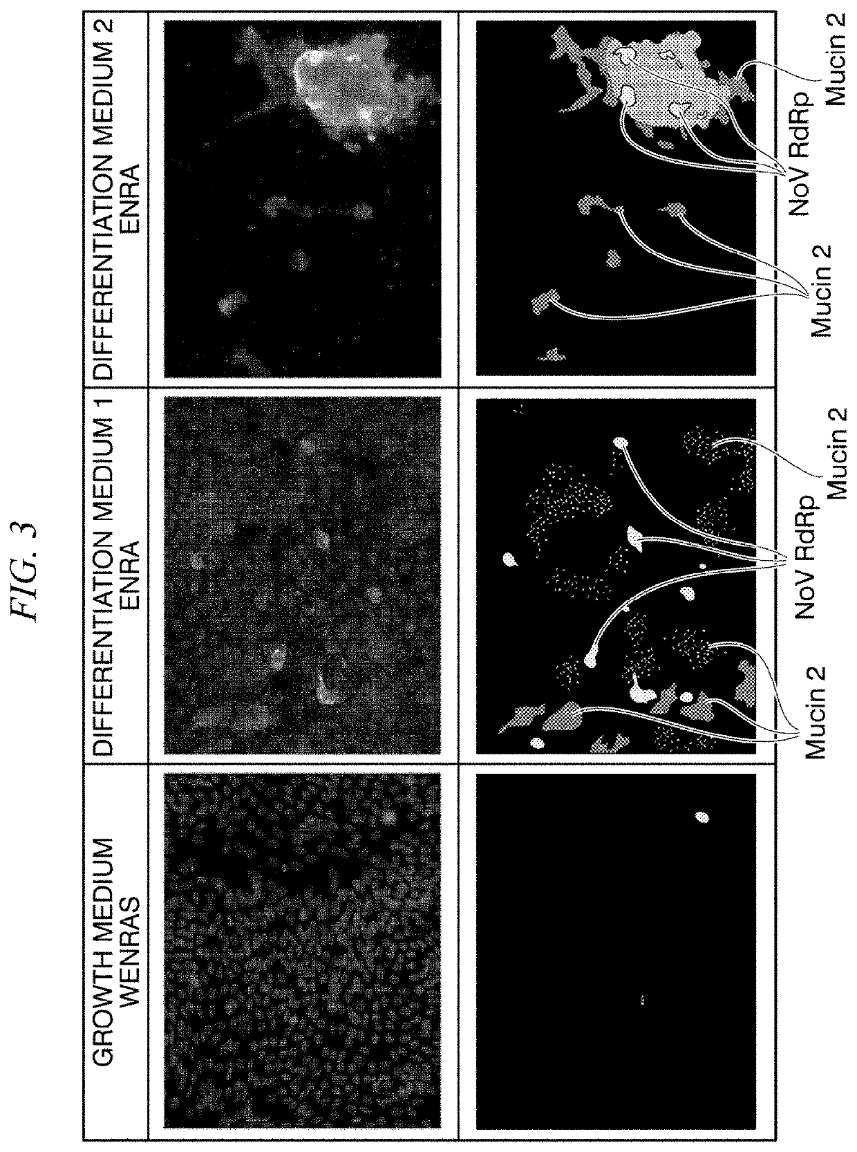 2d organoid for infection and culture of human diarrhea virus, and use of said 2d organoid