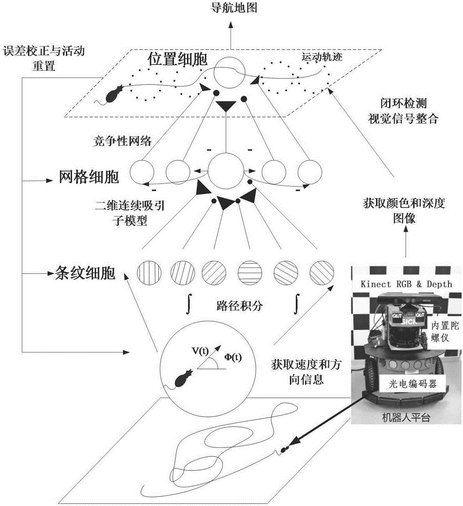 Robot navigation map construction method based on rat brain hippocampus spatial cells