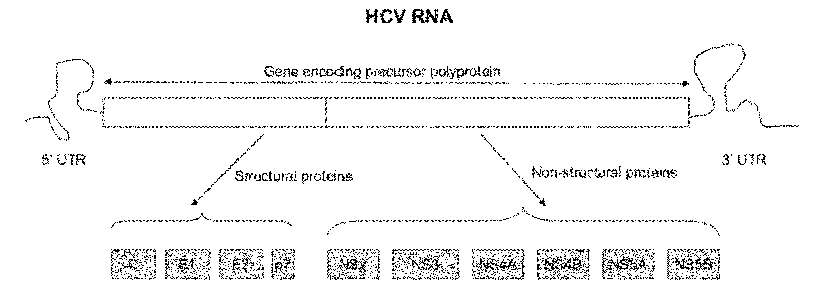 Methods for amplifying hepatitis c virus nucleic acids