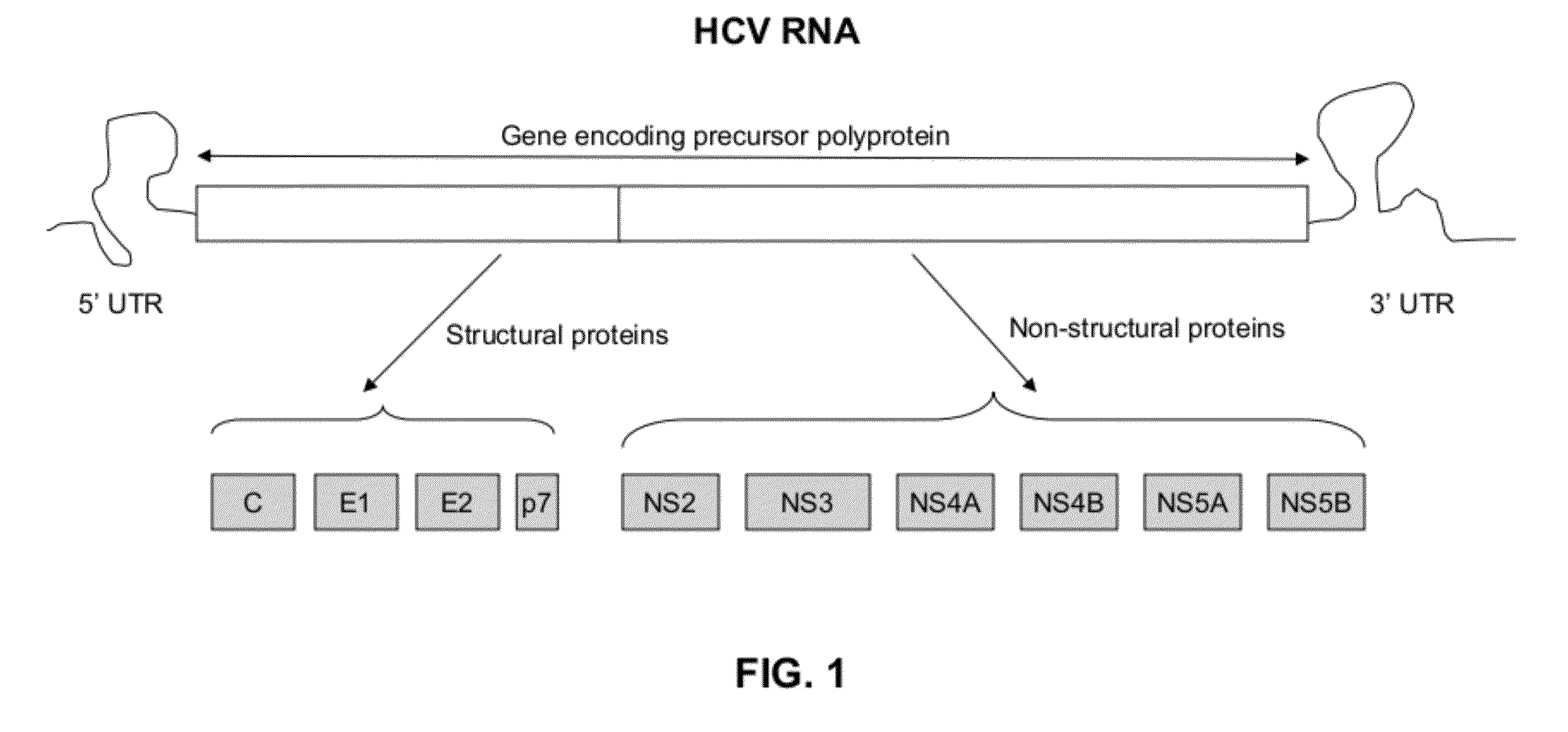 Methods for amplifying hepatitis c virus nucleic acids