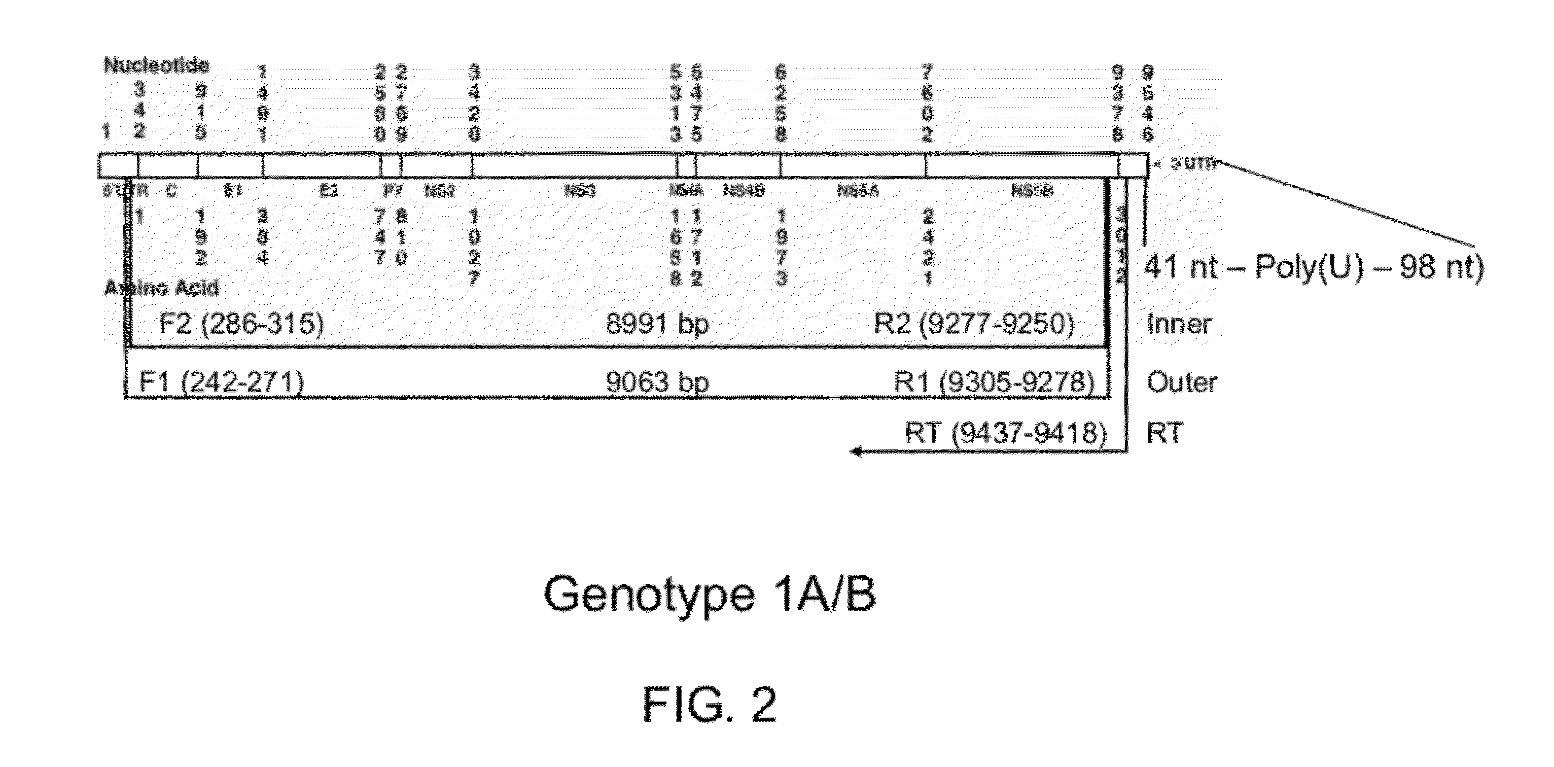 Methods for amplifying hepatitis c virus nucleic acids