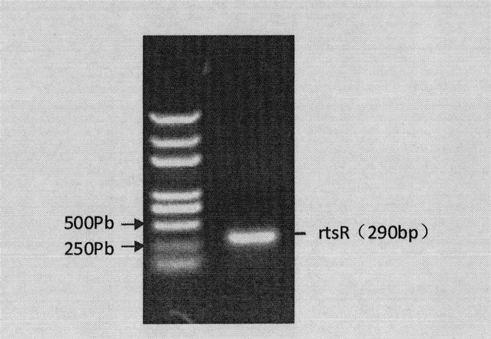 Dwarf male-sterile rice cultivation method and DNA (Deoxyribonucleic Acid) used thereby