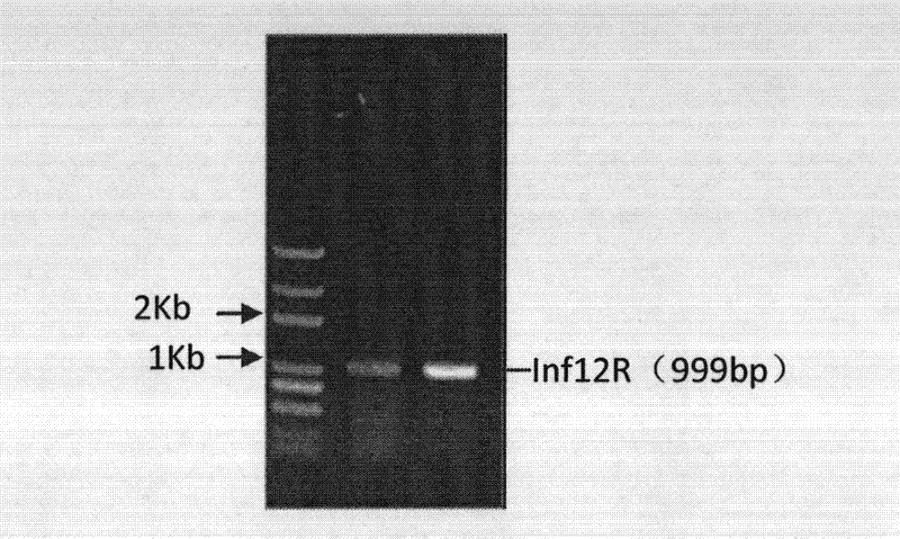 Dwarf male-sterile rice cultivation method and DNA (Deoxyribonucleic Acid) used thereby