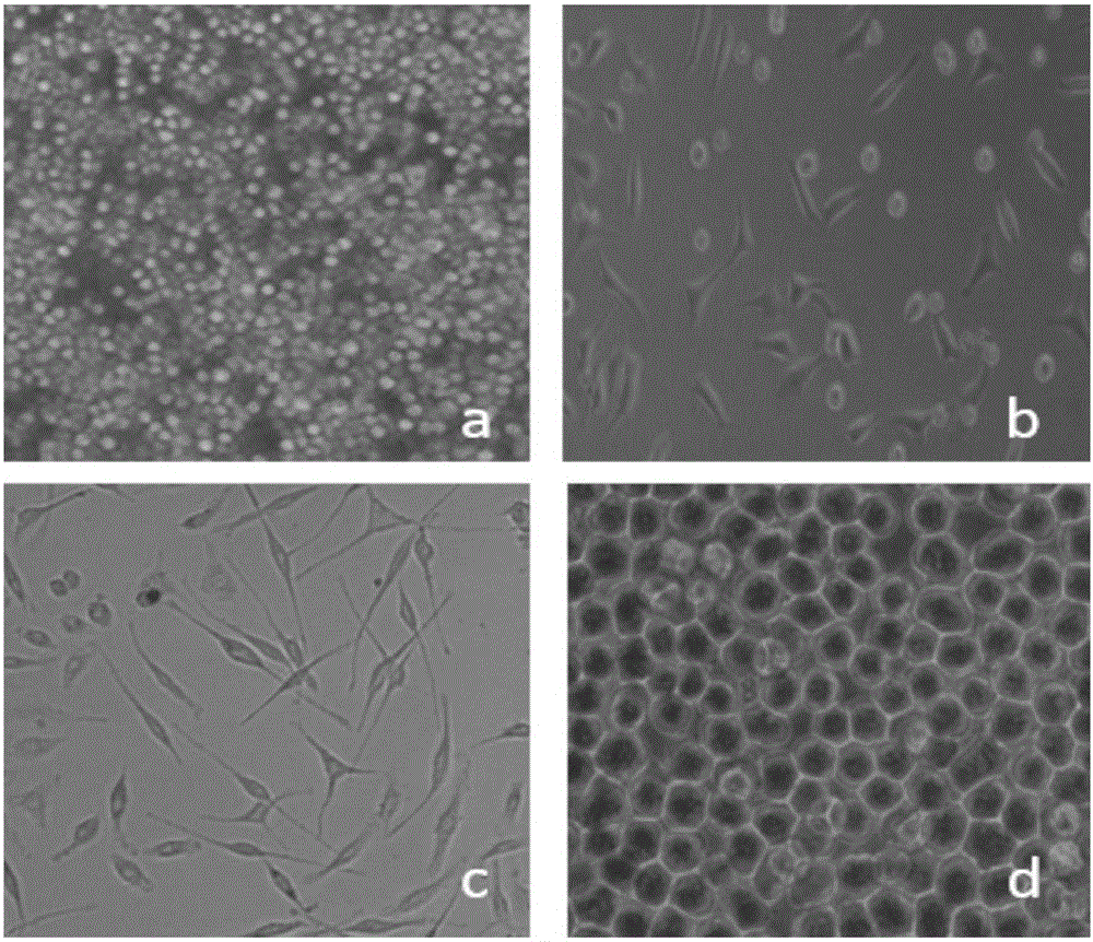 Monoclonal antibody capable of simultaneously recognizing duck hepatitis A virus 1 and duck hepatitis A virus 3, and hybridoma cell strain and application thereof