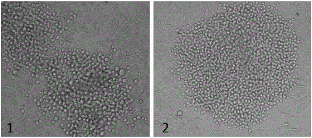 Monoclonal antibody capable of simultaneously recognizing duck hepatitis A virus 1 and duck hepatitis A virus 3, and hybridoma cell strain and application thereof