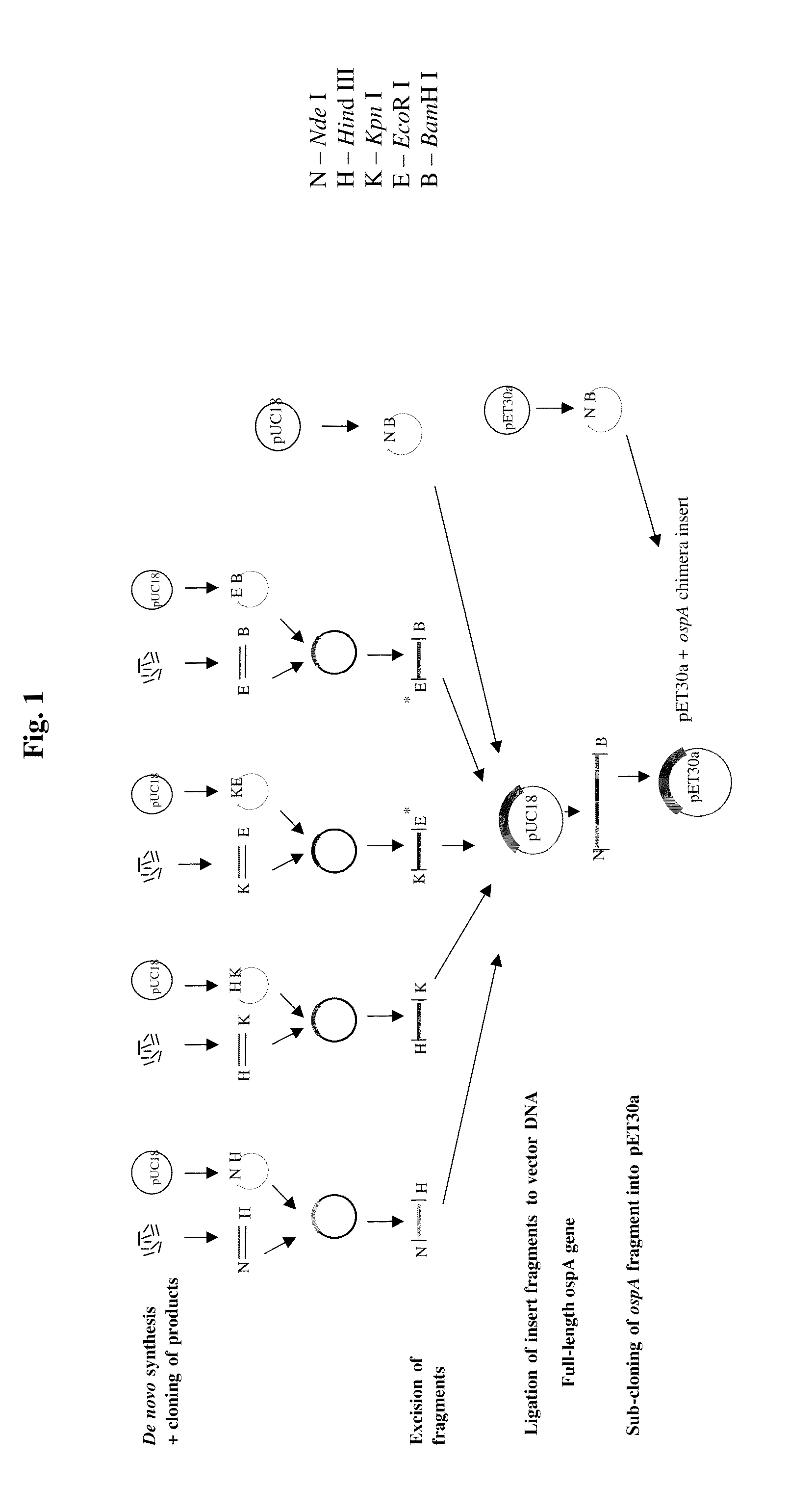 Chimeric ospa genes, proteins, and methods of use thereof