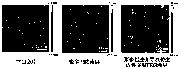 Mussel adhesion and cell membrane antifouling double biomimetic multi-armed PEG and preparation method thereof