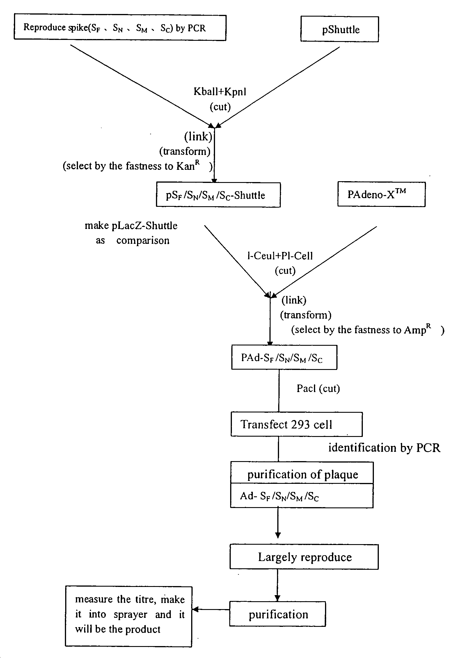 Sars Virus Vaccine with Adenovirus Carrier and Preparation Method Thereof, and Use of Sars Virus S Gene for Preparation of Vaccine