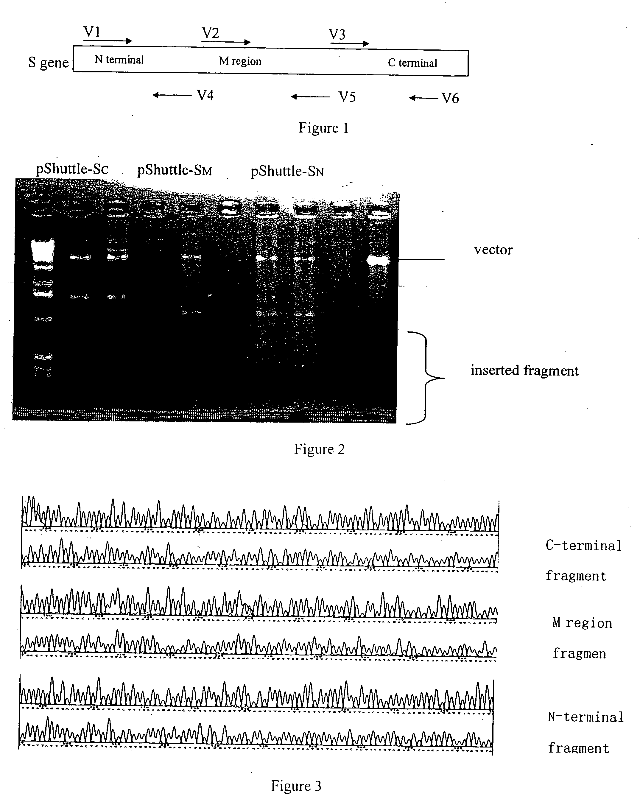 Sars Virus Vaccine with Adenovirus Carrier and Preparation Method Thereof, and Use of Sars Virus S Gene for Preparation of Vaccine