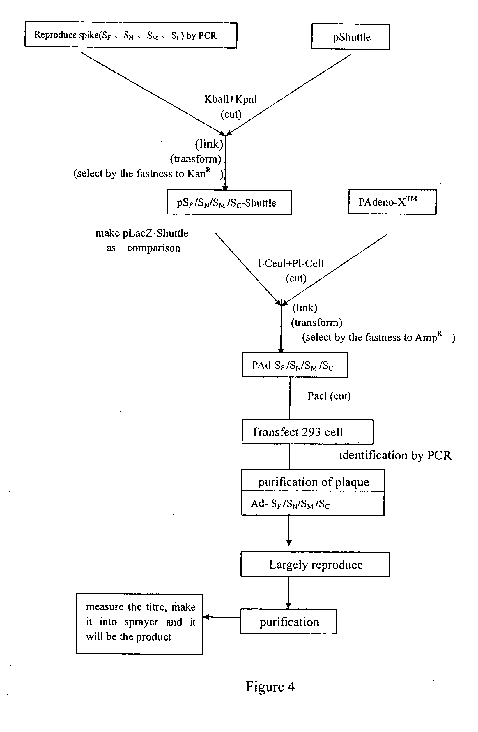 Sars Virus Vaccine with Adenovirus Carrier and Preparation Method Thereof, and Use of Sars Virus S Gene for Preparation of Vaccine