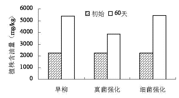 Method for repairing oil-contaminated wetland by using plant salix matsudana