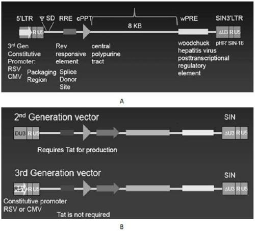 A replication-defective recombinant lentiviral car-t transgene vector targeting CD30 and its construction method and application