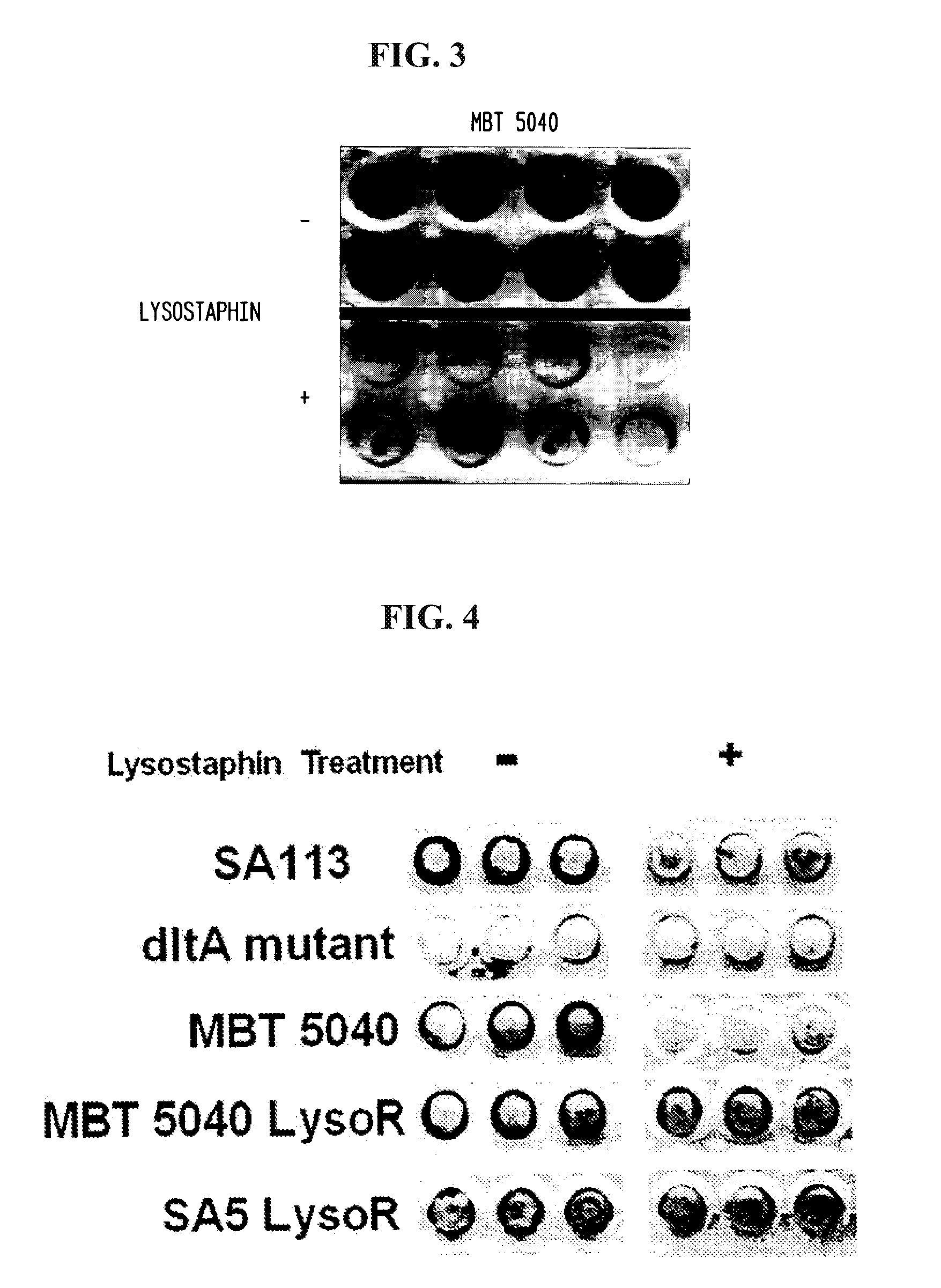 Enzyme disruption of bacterial biofilms