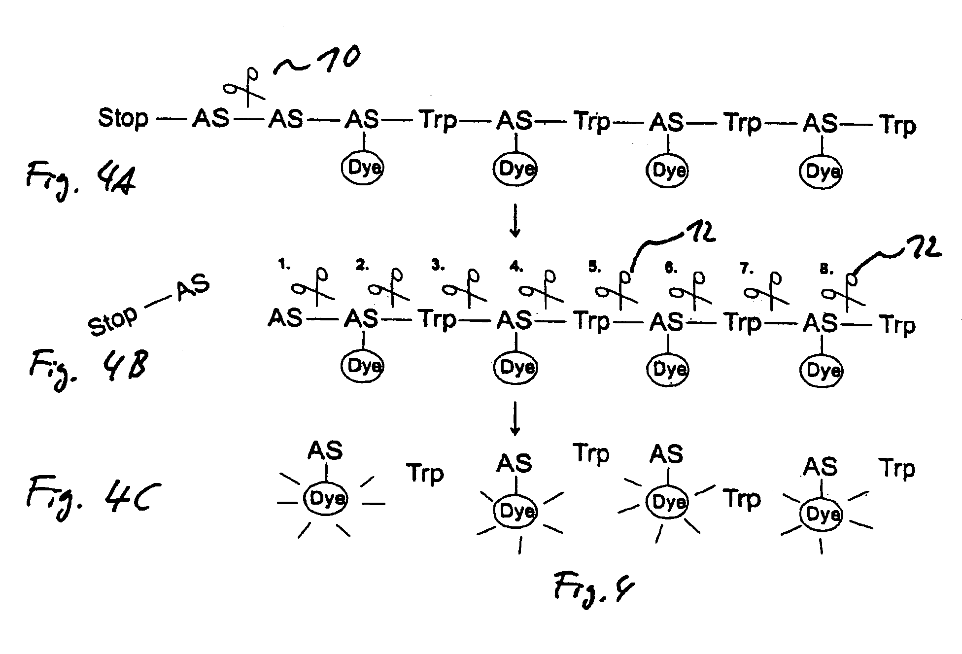 Specific detection of proteolytic enzymes