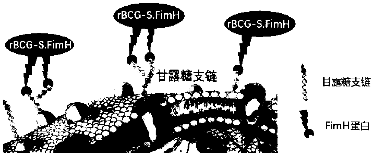 Recombinant Bacillus Calmette-Guerin (BCG) vaccine, and preparation method and application of recombinant BCG vaccine