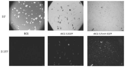 Recombinant Bacillus Calmette-Guerin (BCG) vaccine, and preparation method and application of recombinant BCG vaccine