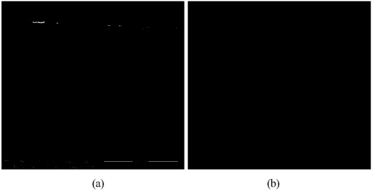 Preparation method of body-centered cubic Ta coating