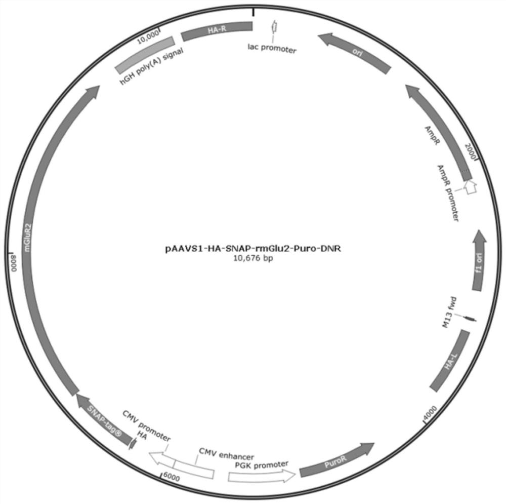 Cell strain for expressing metabotropic glutamate receptor 2 and G protein chimera