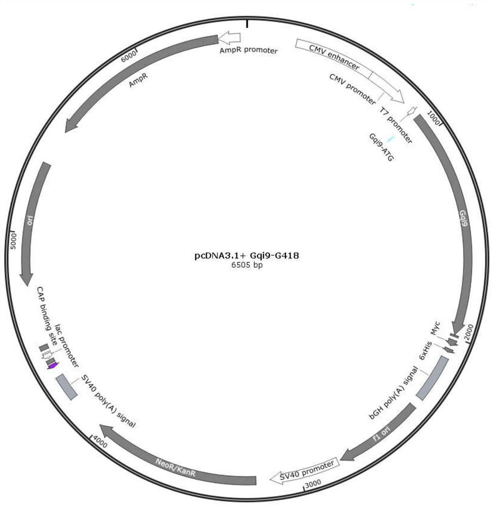 Cell strain for expressing metabotropic glutamate receptor 2 and G protein chimera