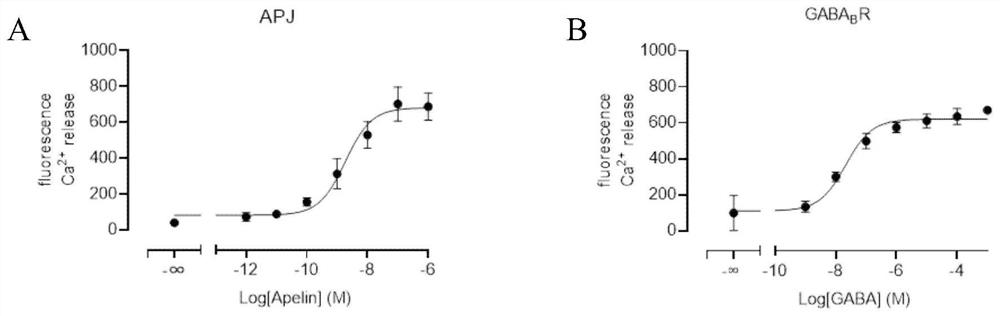 Cell strain for expressing metabotropic glutamate receptor 2 and G protein chimera