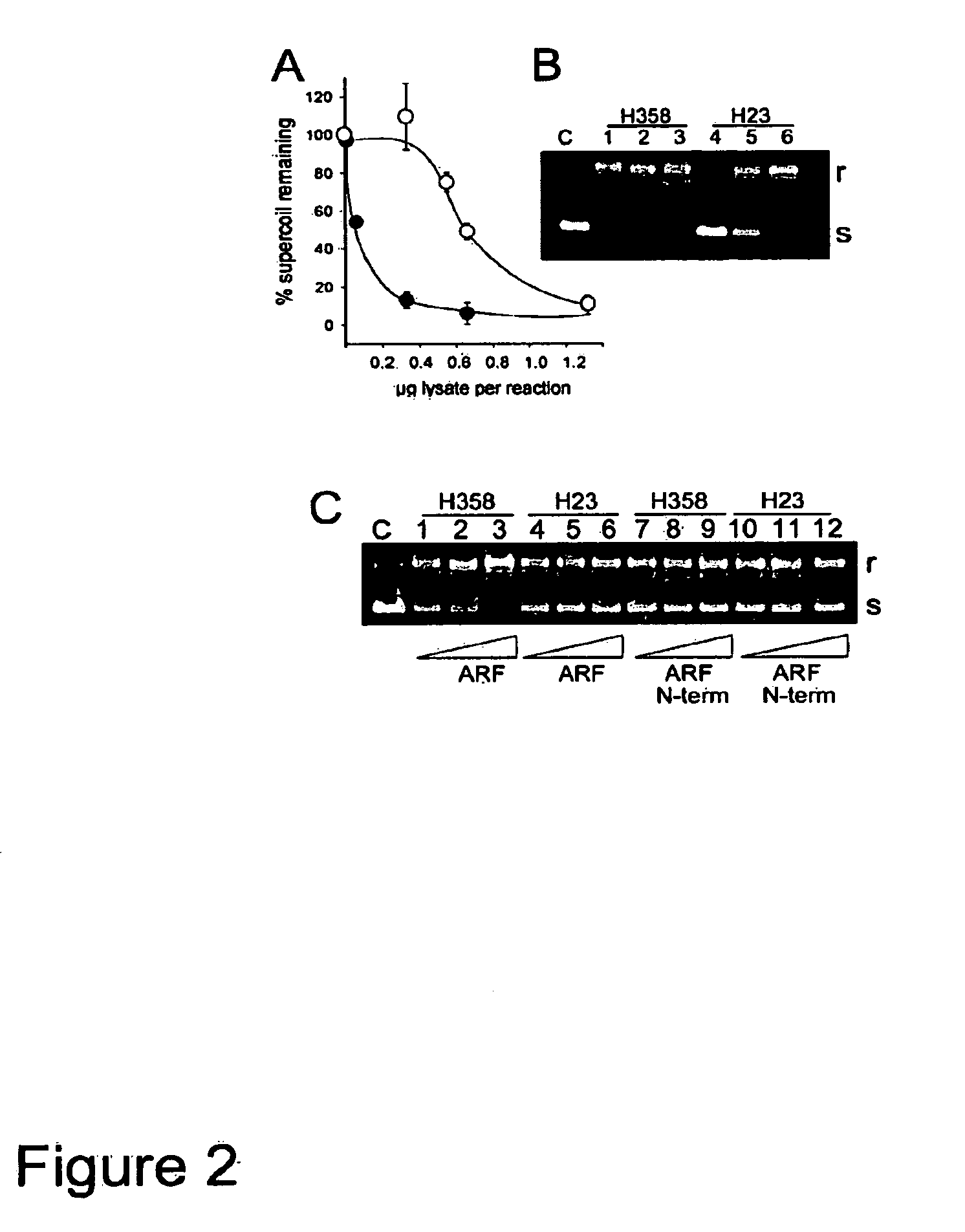 Methods and compositions for topoisomerase i modulated tumor suppression