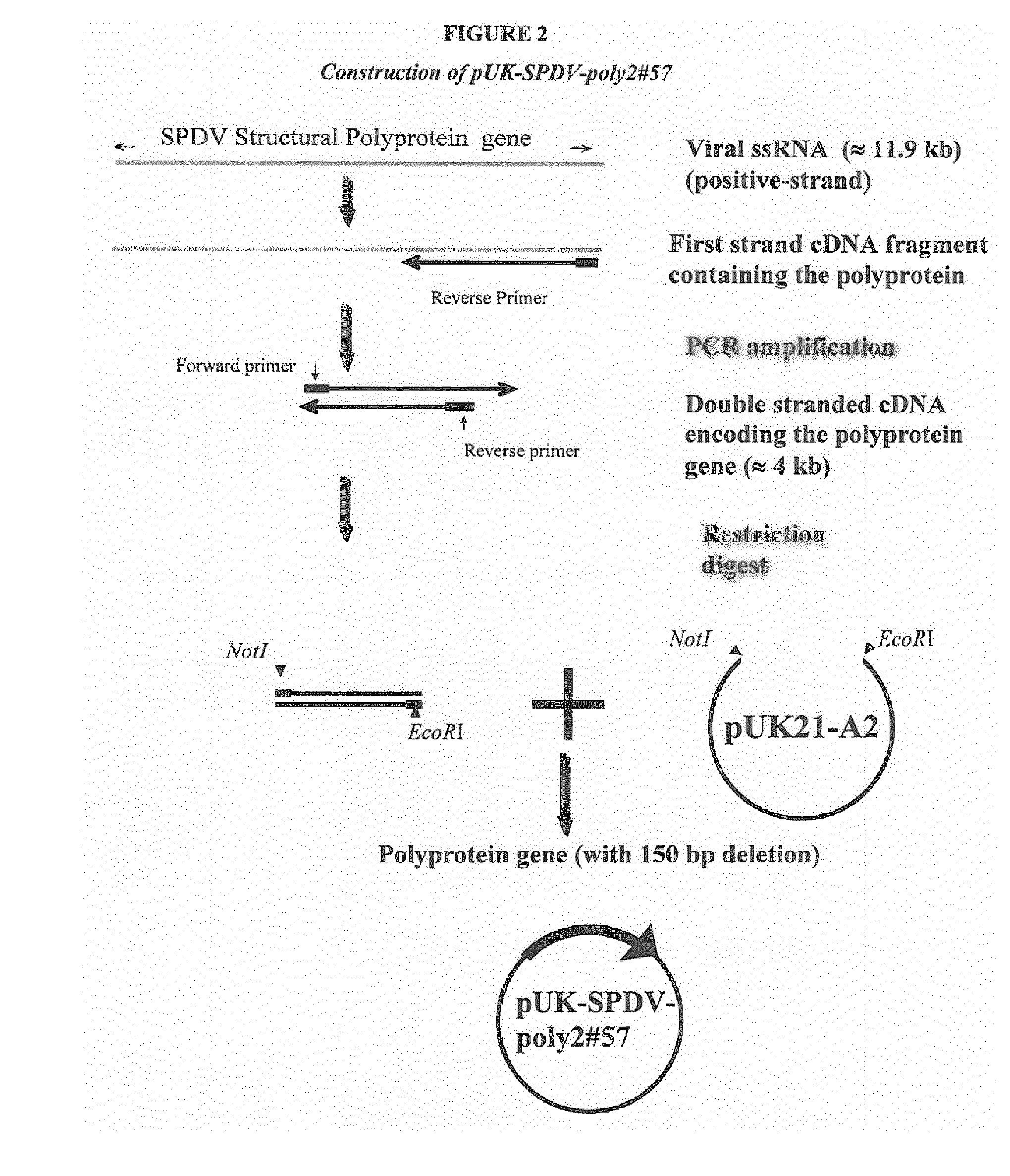 Salmonid alphavirus and uses thereof