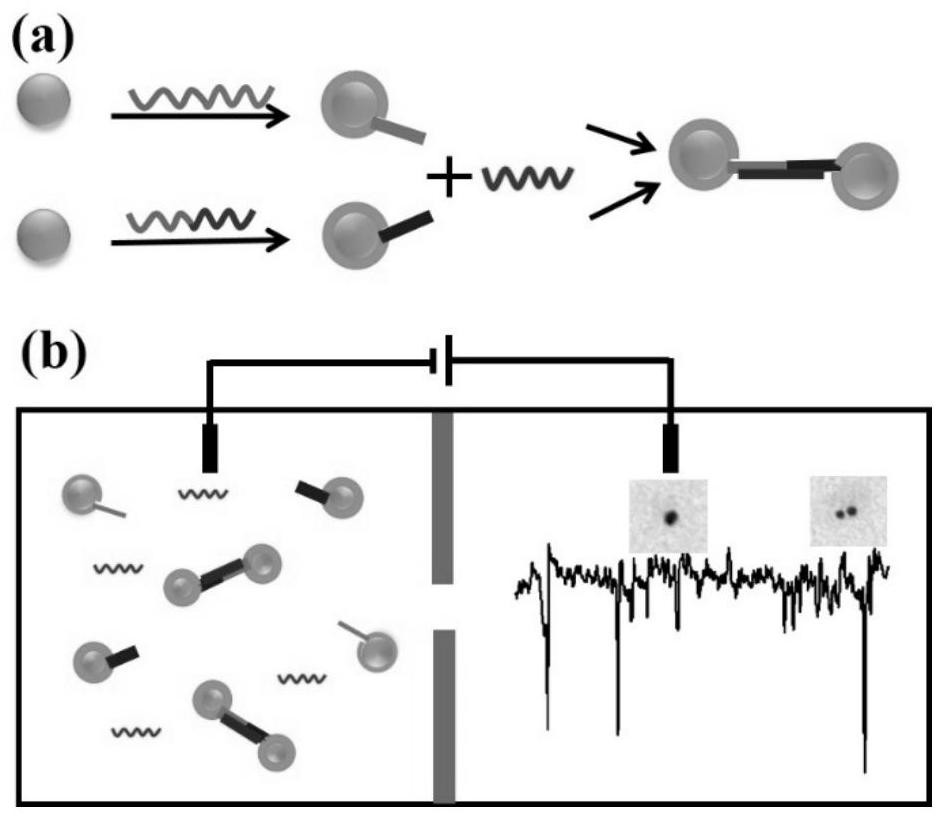 MiRNA detection method based on a solid nanopore sensor, detection probe and kit.