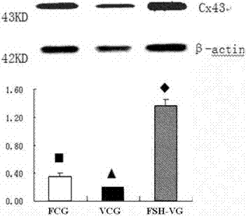 Ovarian large cortex piece vitrified cryopreservation protection liquid and cryopreservation method thereof