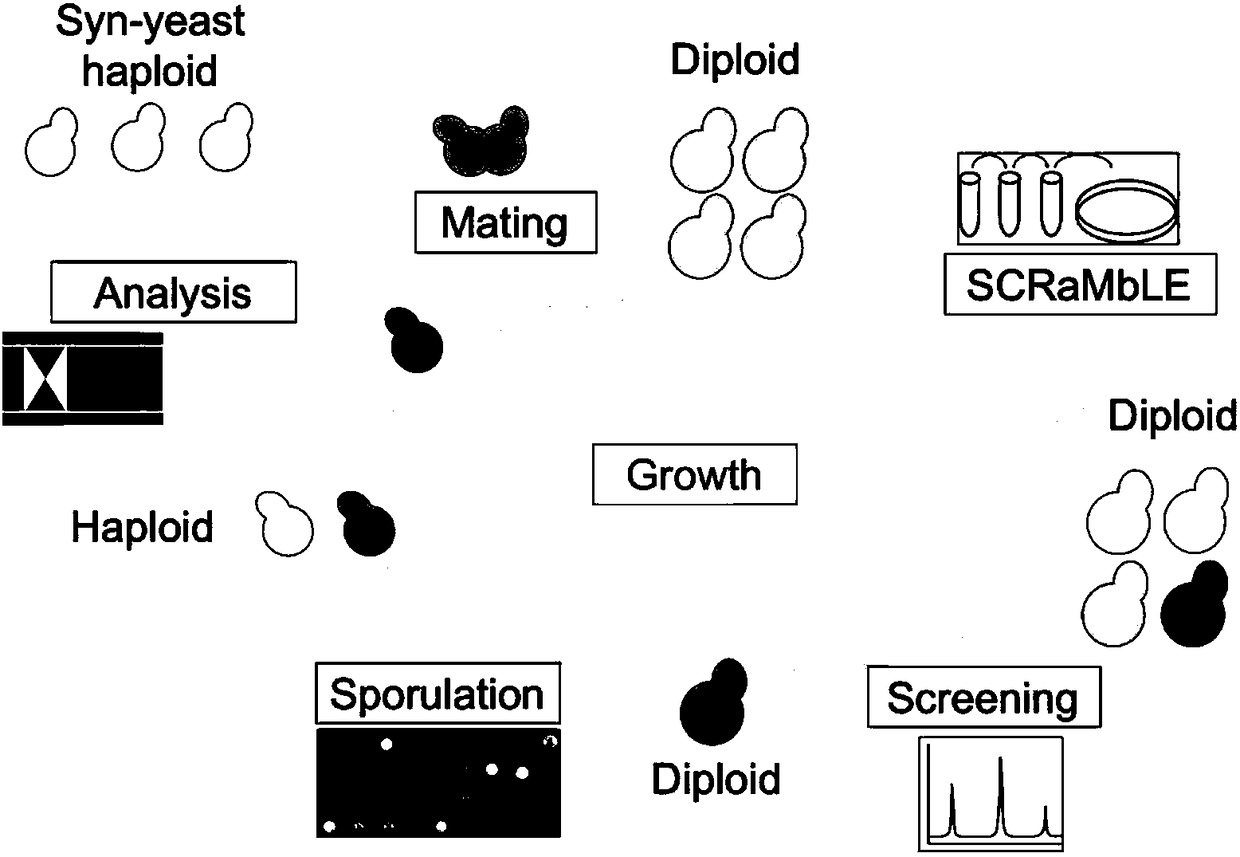 Gene element for accurately controlling gene rearrangement and recombinant plasmid and application thereof