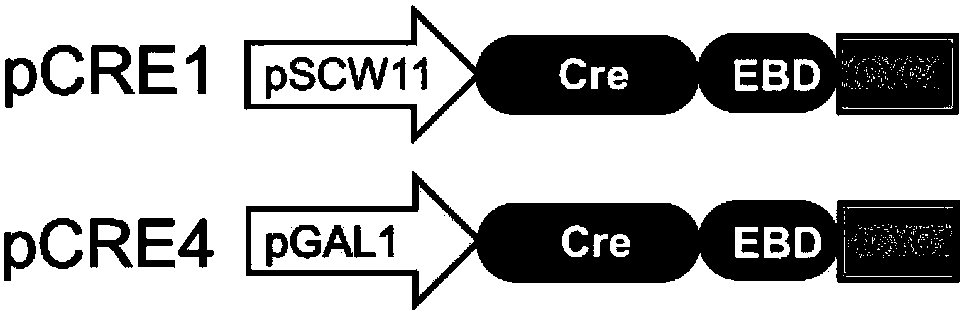 Gene element for accurately controlling gene rearrangement and recombinant plasmid and application thereof