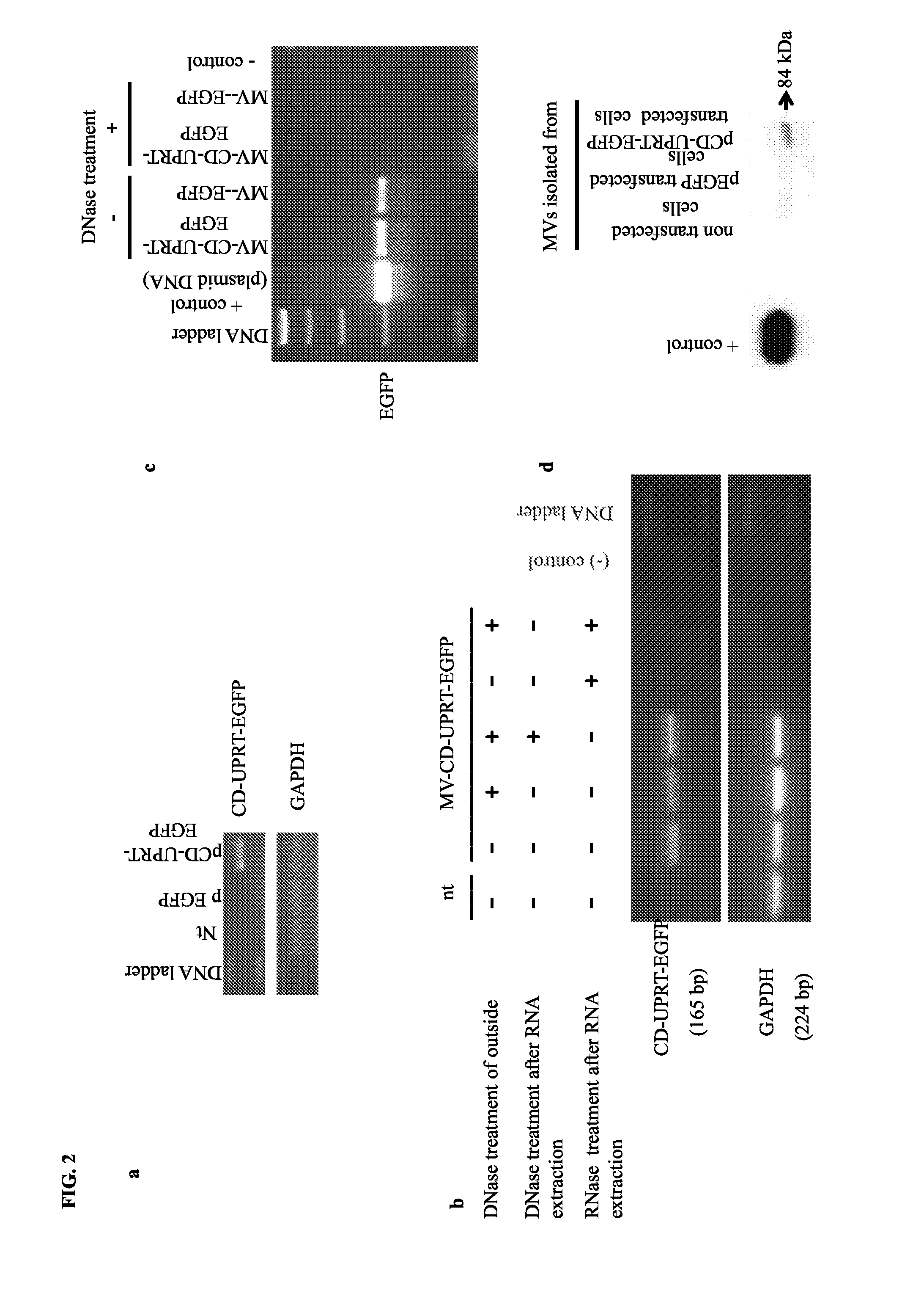 Microvesicle-mediated delivery of therapeutic molecules