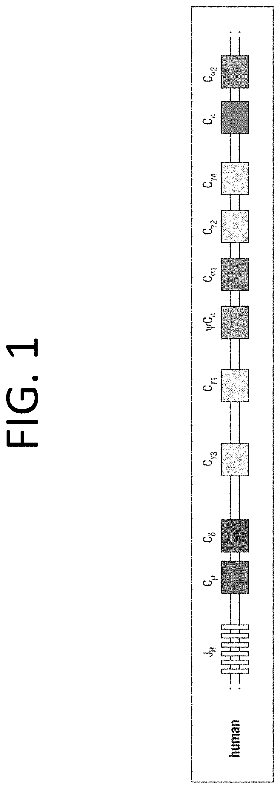 Episomal Expression of Potent Immunoglobulins Derived from Human Blood or Convalescent Plasma to Enable Short term Vaccination / Immunization to COVID, COVID-19 and Mutants and Other Pandemic and non-Pandemic Viruses designed from Rapid FDA approval.