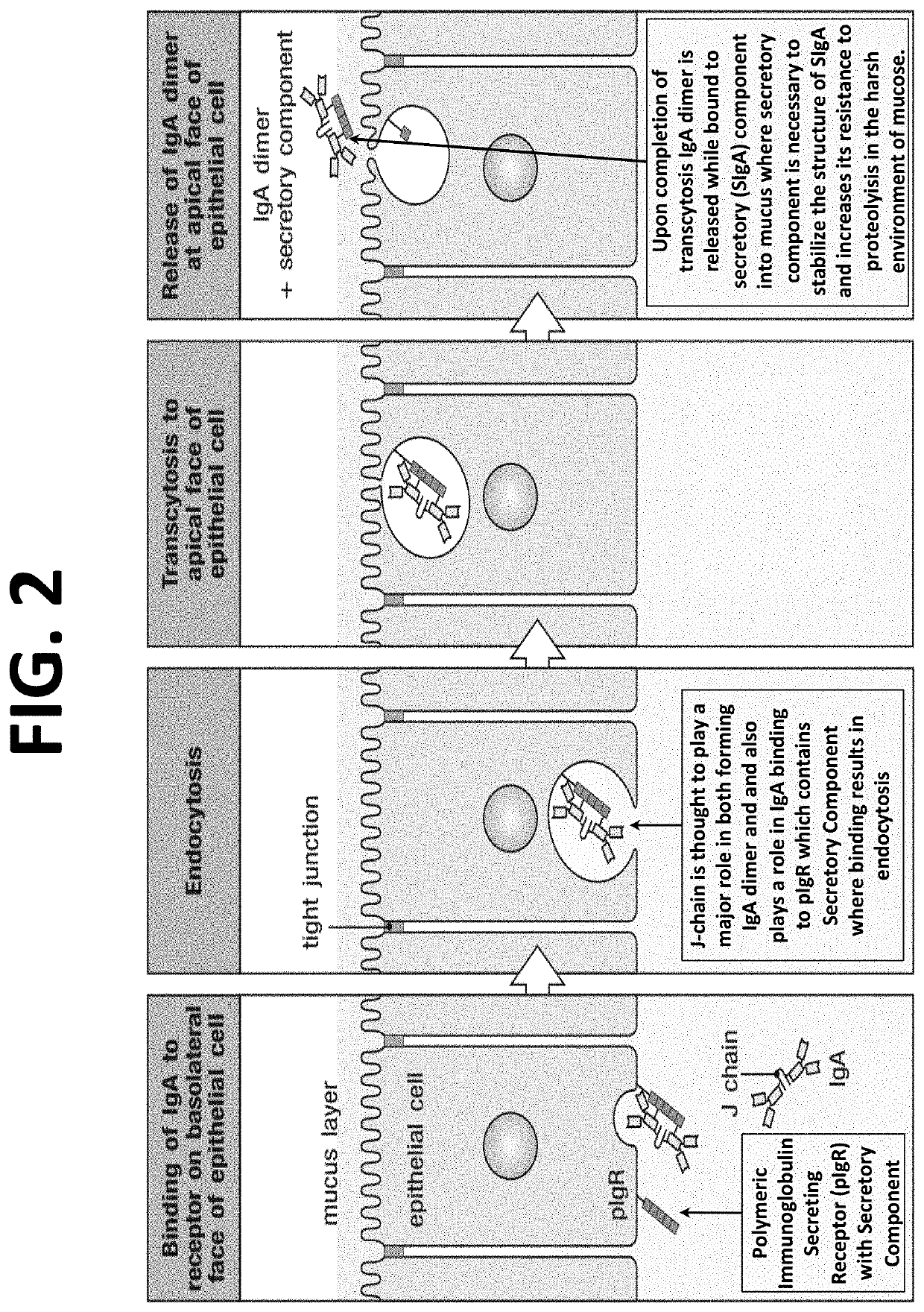 Episomal Expression of Potent Immunoglobulins Derived from Human Blood or Convalescent Plasma to Enable Short term Vaccination / Immunization to COVID, COVID-19 and Mutants and Other Pandemic and non-Pandemic Viruses designed from Rapid FDA approval.