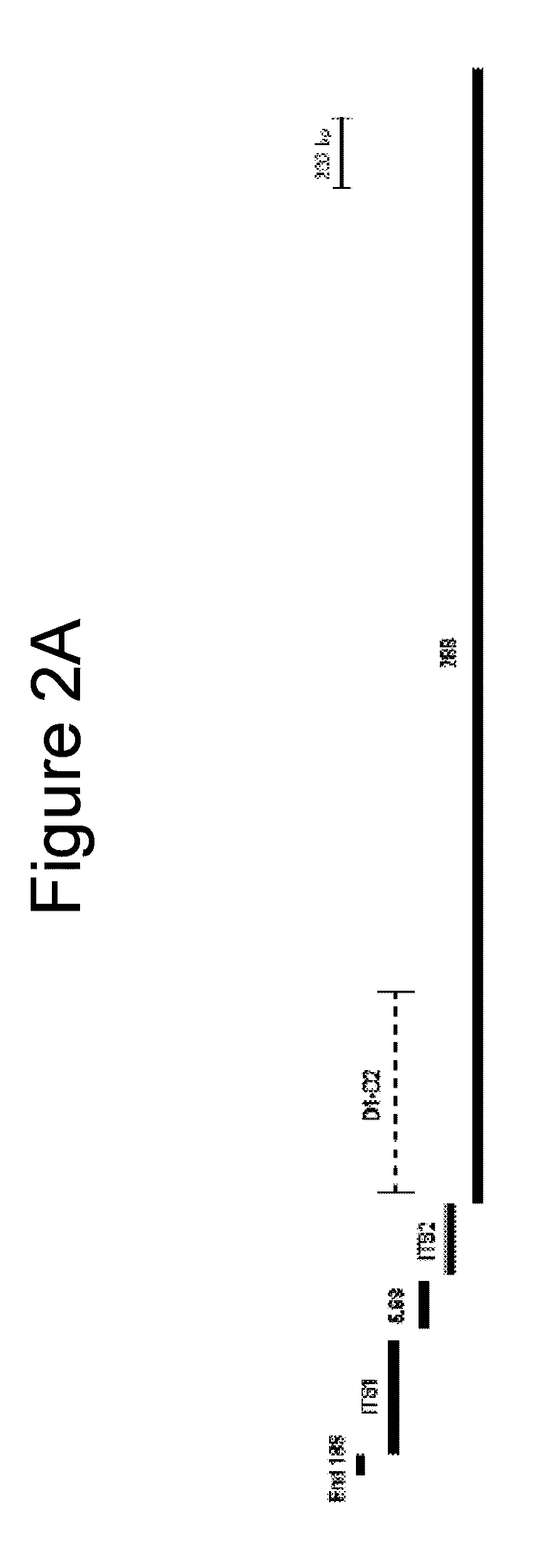 Broad range pcr-based compositions and methods for the detection and identification of fungal pathogens