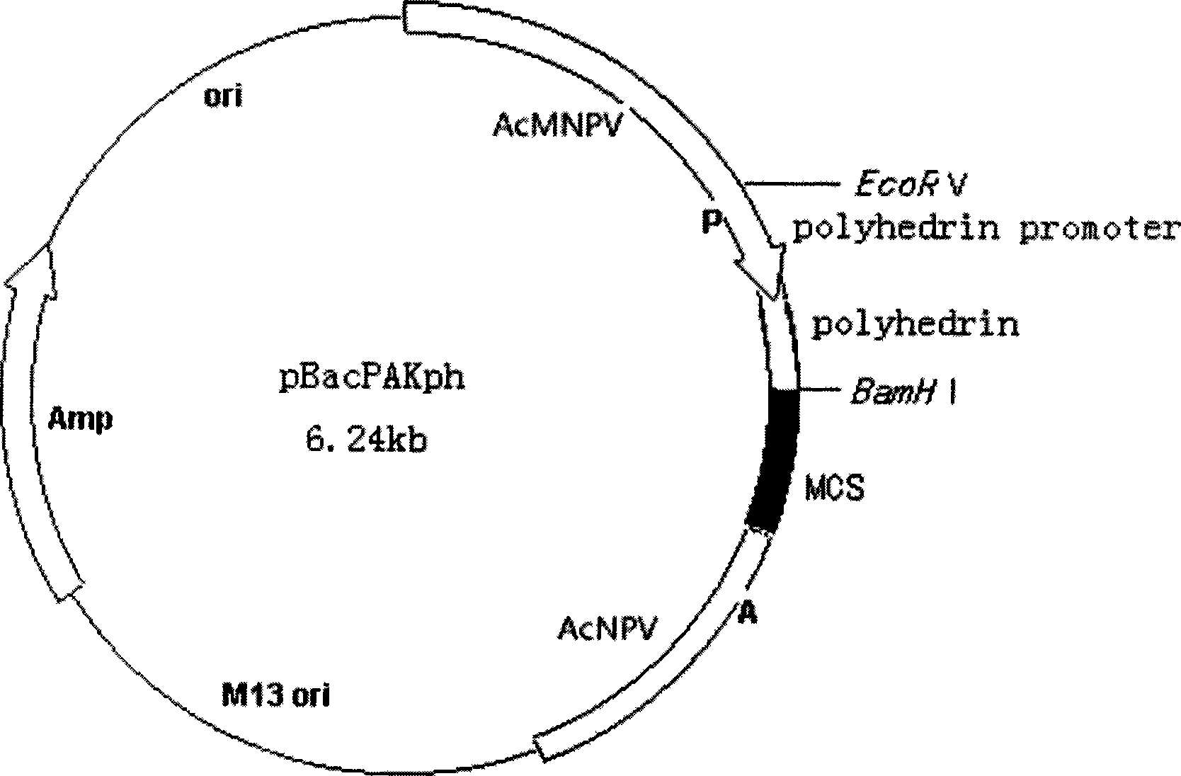 Recombinant vector containing polyhedrosis gene, and method for expressing and purifying protein