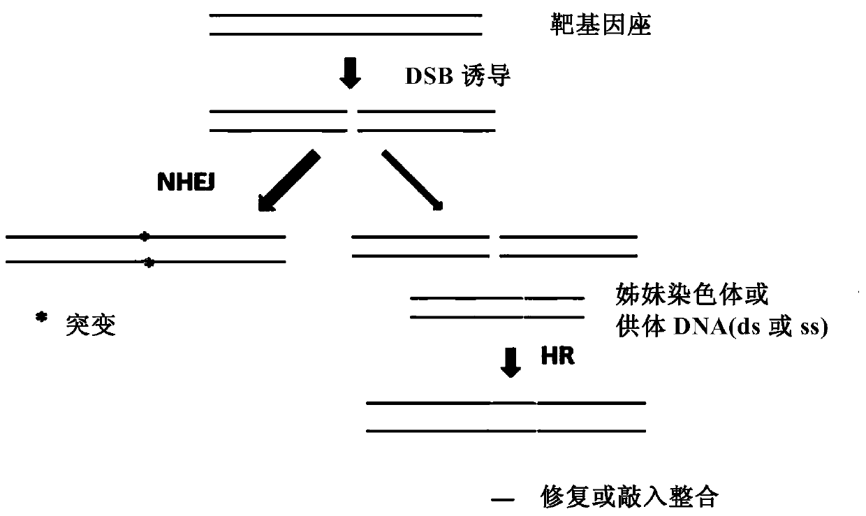 Insect site-directed gene knock-in composition and method and application thereof